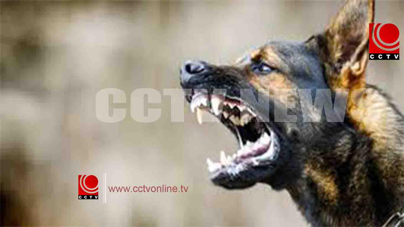 കടങ്ങോട് പത്തു വയസുകാരന് നായയുടെ കടിയേറ്റു