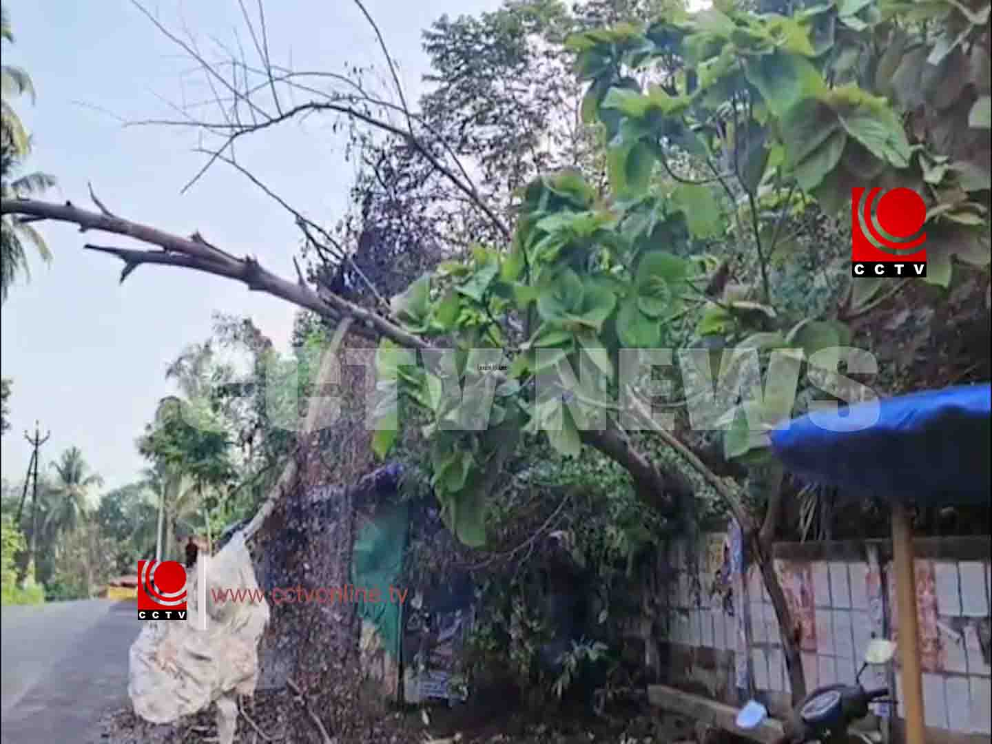 ശക്തമായ കാറ്റിലും മഴയിലും റോഡിലേക്ക് മരം കടപുഴകി വീണു