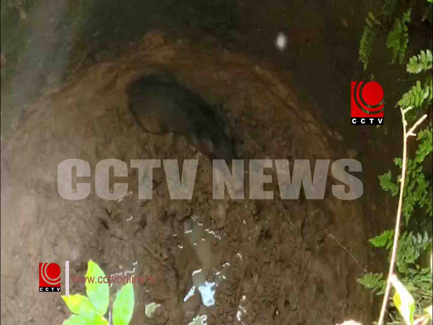 കിണറ്റില് വീണ കാട്ടുപന്നിയെ പിടികൂടി