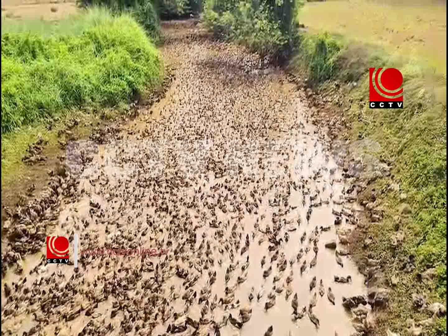 ഗ്രാമത്തിന് അപൂര്വ കാഴ്ചയായി താറാവുകൂട്ടം