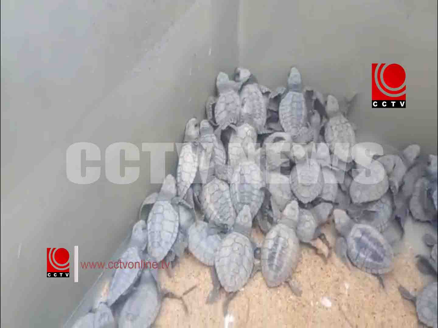 കടലാമ കുഞ്ഞുങ്ങളെ കടലിലേക്ക് യാത്രയാക്കി