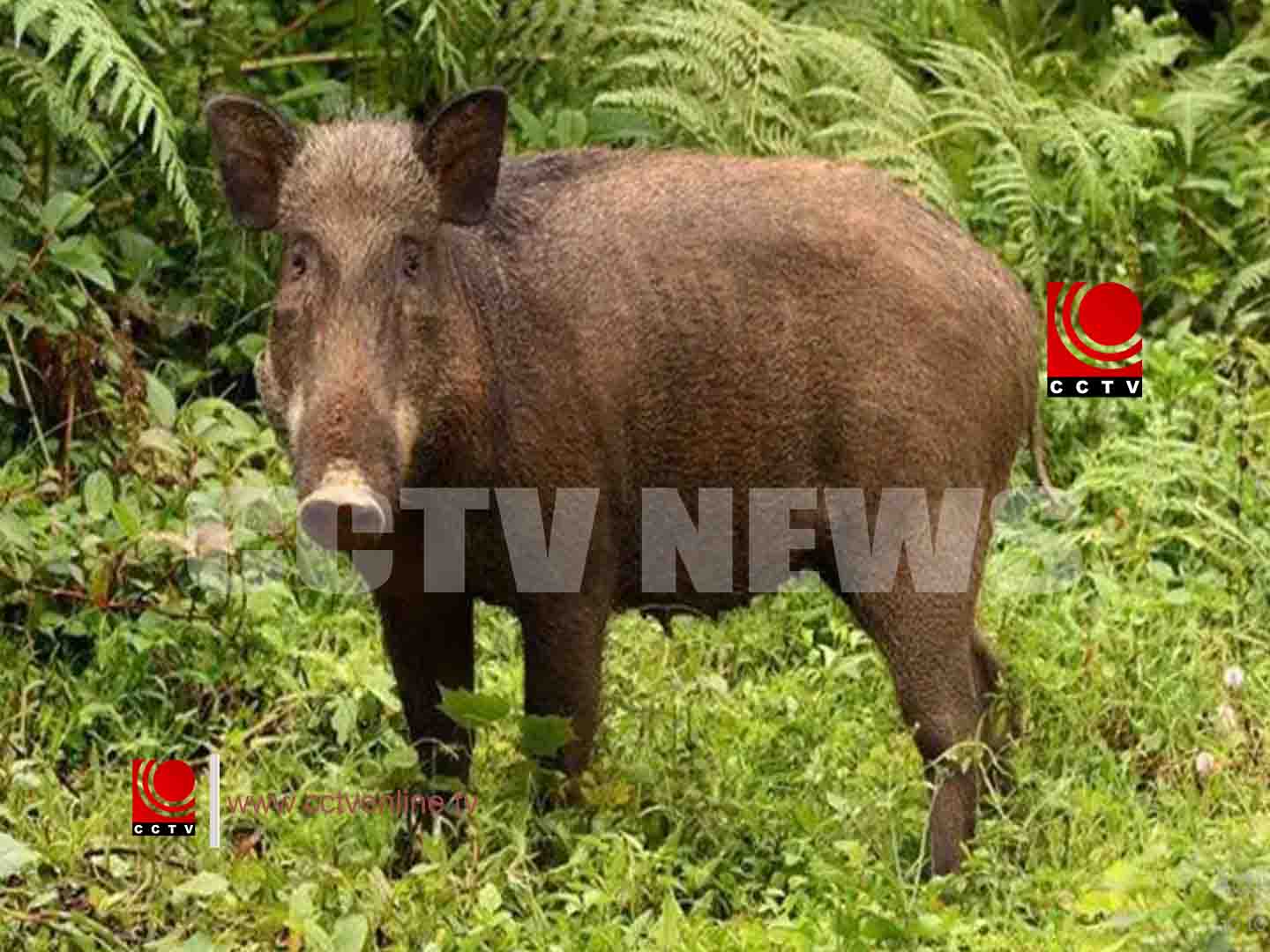 സ്കൂട്ടറിന് കുറുകെ കാട്ടുപന്നി ചാടി അപകടം; അമ്മയ്ക്കും മകള്ക്കും ഗുരുതര പരിക്ക്