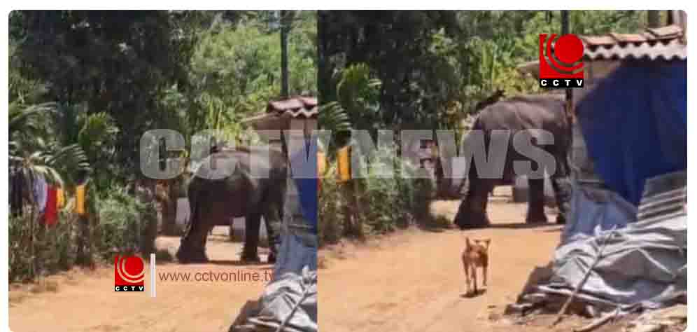 പാലക്കാട് കോങ്ങാട് ക്ഷേത്ര ഉത്സവത്തിനിടെ ആനയിടഞ്ഞു; പാപ്പാനെ ചവിട്ടിക്കൊന്നു