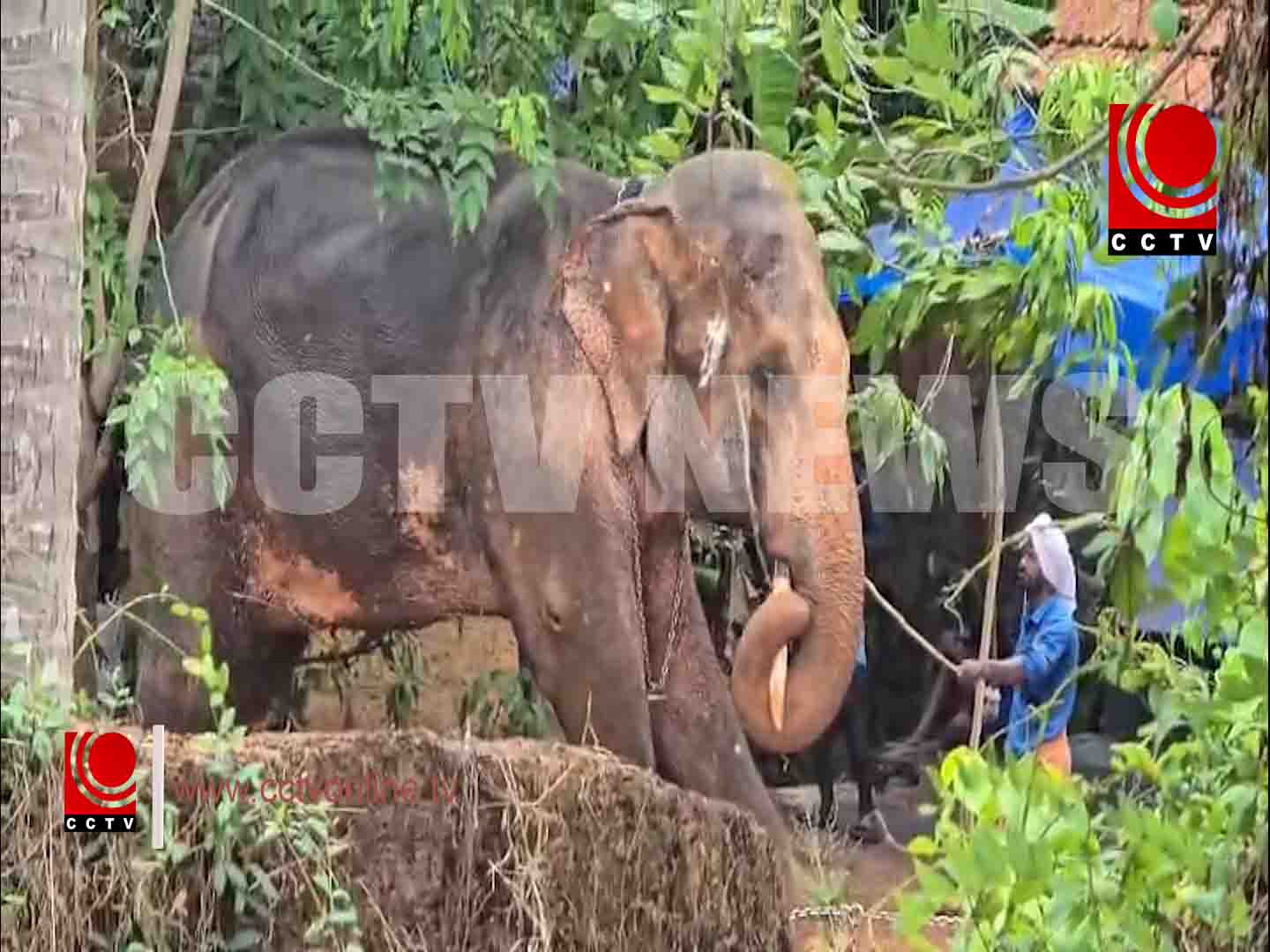 ആനയിടഞ്ഞു copy