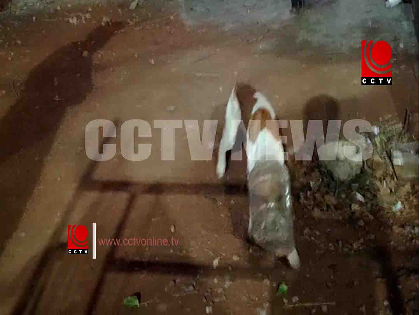 പ്ലാസ്റ്റിക് ഭരണിയില് തല കുടുങ്ങിയ തെരുവുനായ അവശനിലയില്