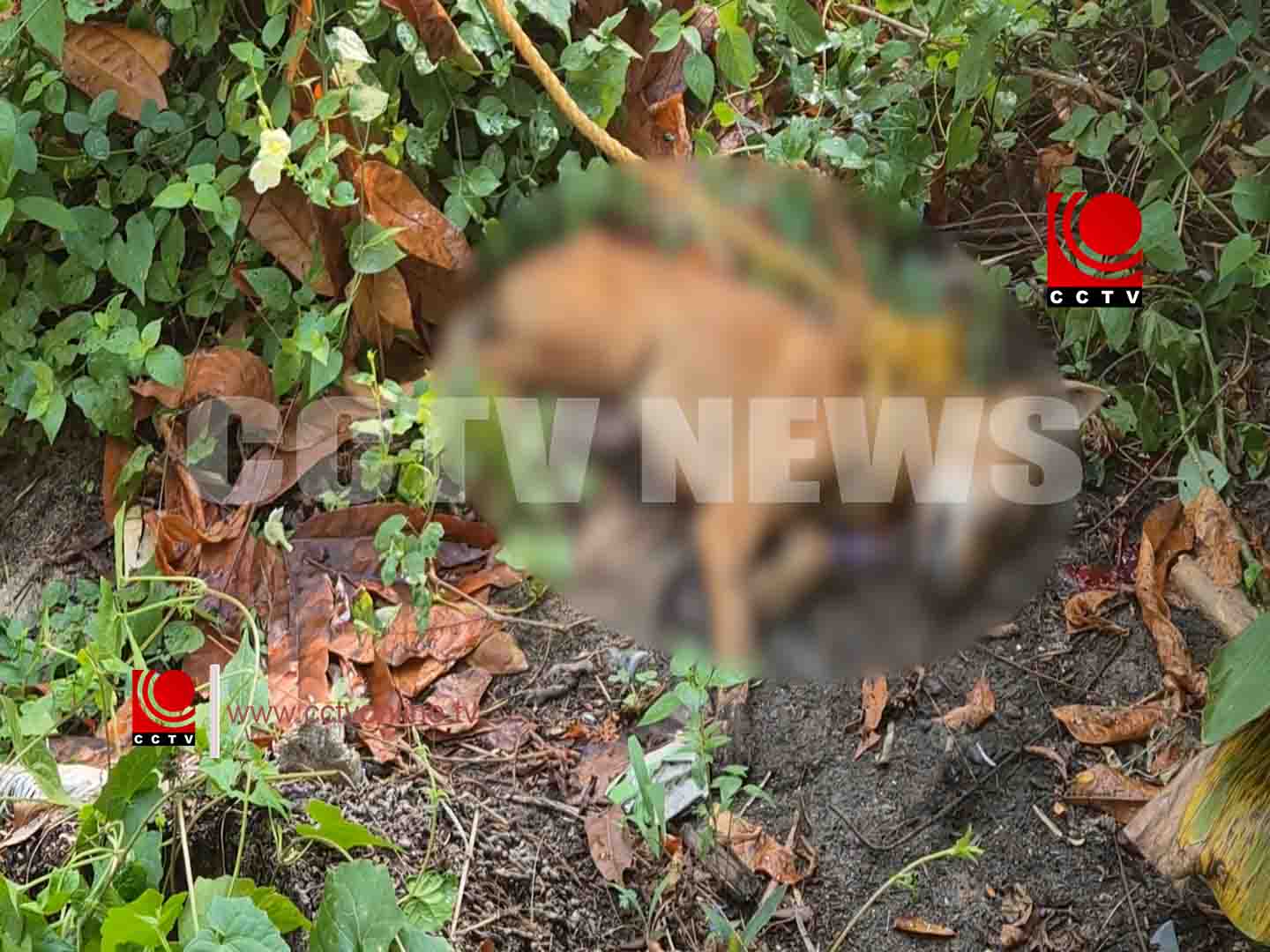 കോട്ടപ്പടി പരിസരത്ത് പേ വിഷബാധ ലക്ഷണങ്ങളോടെ നാട്ടുകാരെ ഭീതിയിലാഴ്ത്തിയ തെരുവുനായയെ പിടികൂടി