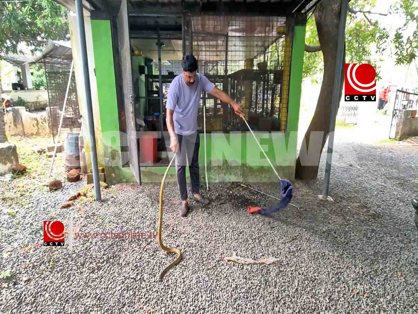 ഗുരുവായൂരില് നഗരസഭാ കൗണ്സിലറുടെ വീട്ടിലെ കിളിക്കൂട്ടില് നിന്ന് പാമ്പിനെ പിടികൂടി
