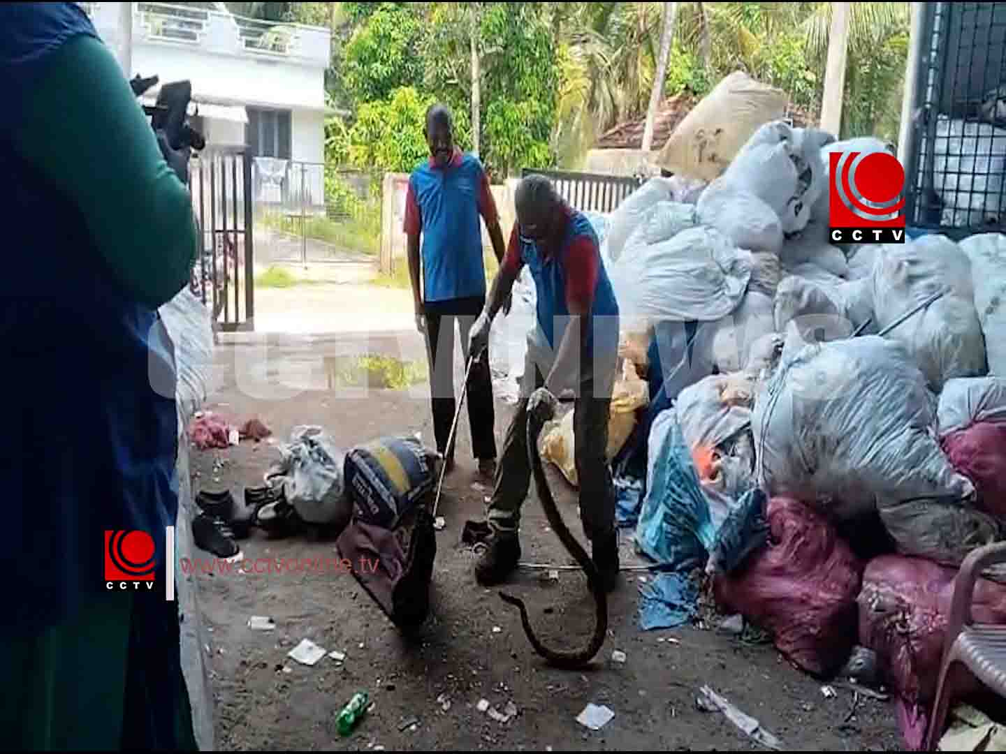 ചാവക്കാട് പരപ്പില്താഴം എംസിഎഫ് ഗോഡൗണില് നിന്ന് മലമ്പാമ്പിനെ പിടികൂടി