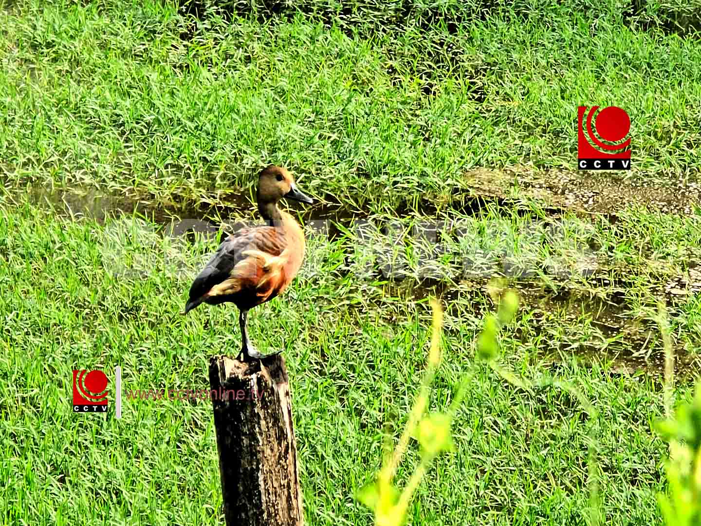 മഴക്കാലത്തിന്റെ വരവായി , നീര്ത്തടങ്ങളില് പക്ഷികളുടെ ആരവം കൂടി