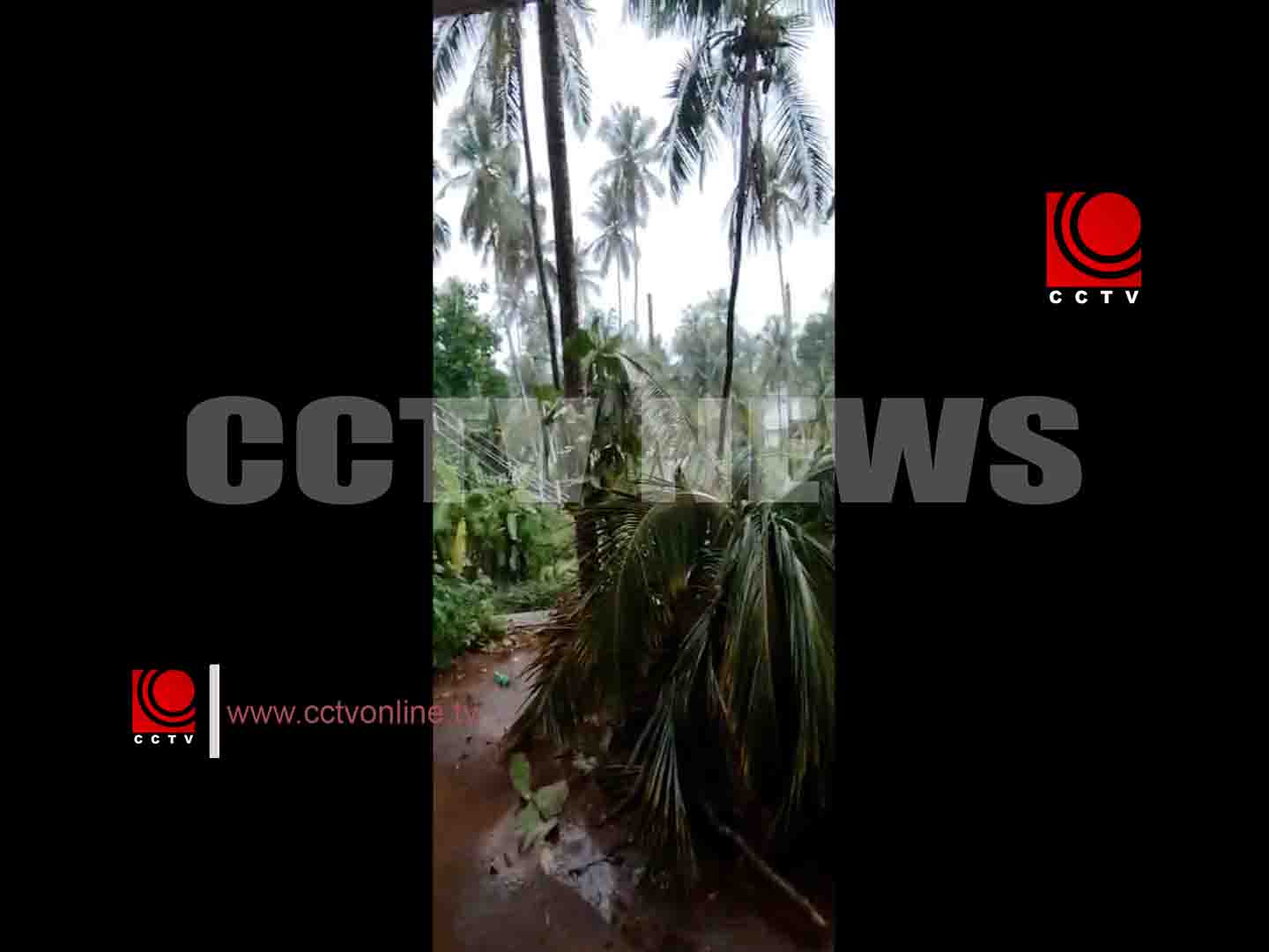 ശക്തമായ കാറ്റിലും മഴയിലും തേങ്ങുകള് കട പുഴകി, വൈദ്യുതി കാലുകള് ഒടിഞ്ഞു വീണു