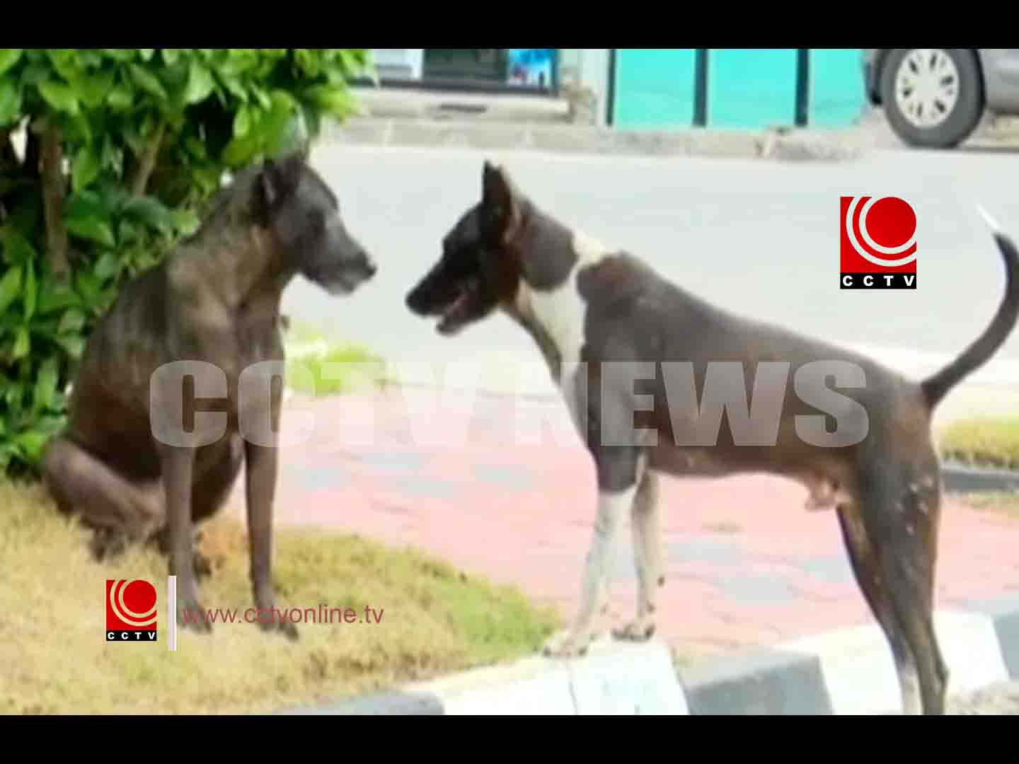 തെരുവ് നായ ശല്യം രൂക്ഷം ; പ്രതിരോധ പ്രവര്ത്തനങ്ങള്ക്ക് തുടക്കമായി