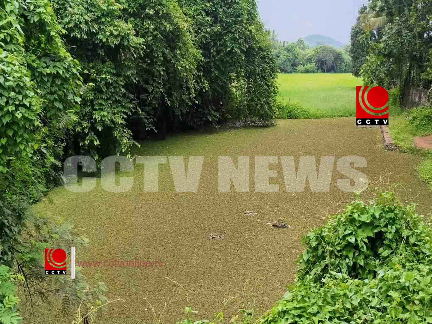 എരുമപ്പെട്ടി പഞ്ചായത്തിലെ പുതൂര്ക്കുളം നാശത്തിന്റെ വക്കില്