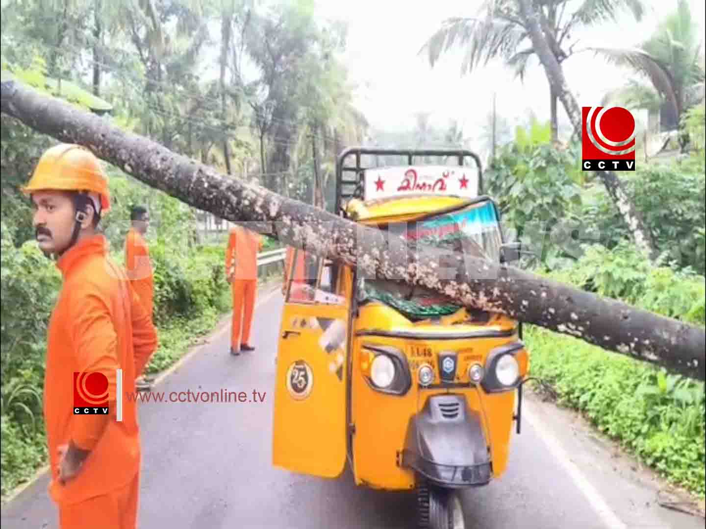 ഓടിക്കൊണ്ടിരുന്ന പെട്ടി ഓട്ടോറിക്ഷയ്ക്ക് മുകളിലേക്ക് തെങ്ങ് കടപുഴകി വീണ് ഓട്ടോറിക്ഷ തകര്ന്നു