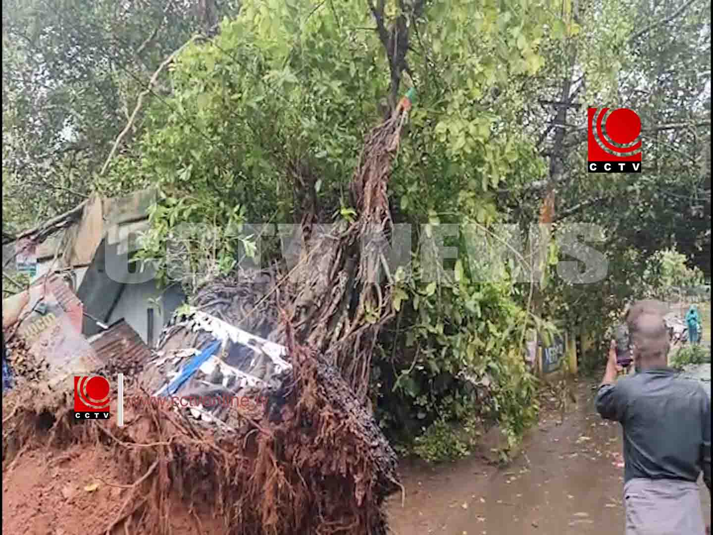ശക്തമായ മഴയിലും കാറ്റിലും ഭീമന് ആല്മരം കടപുഴകി വീണു