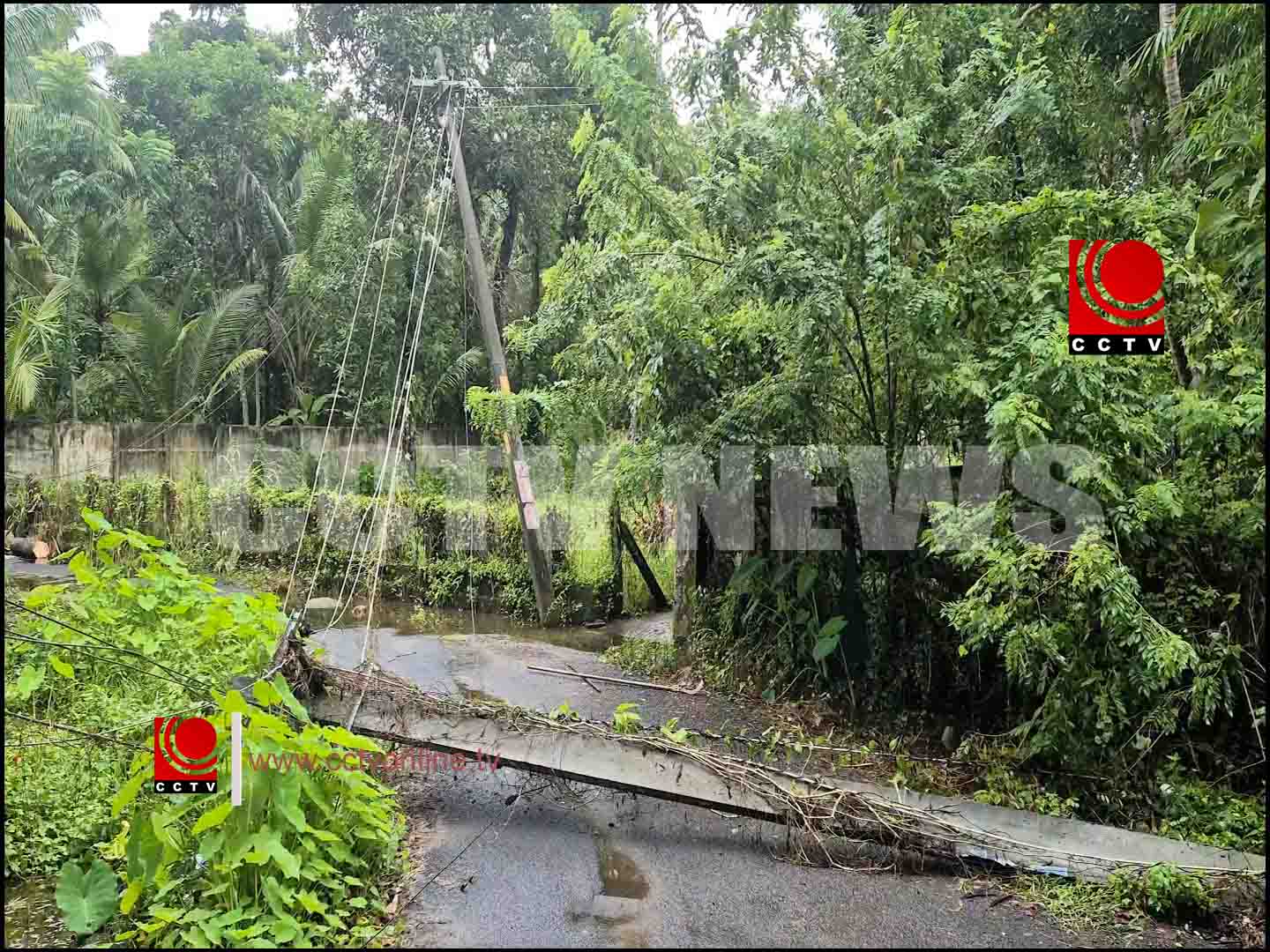 കോട്ടപ്പടിയില് മരം വീണ് ഗതാഗതം തടസ്സപ്പെട്ടു