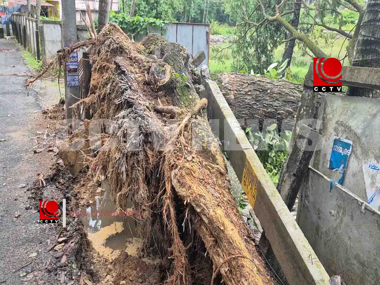 ശക്തമായ മഴയില് റോഡരികിലെ മരം കടപുഴകി
