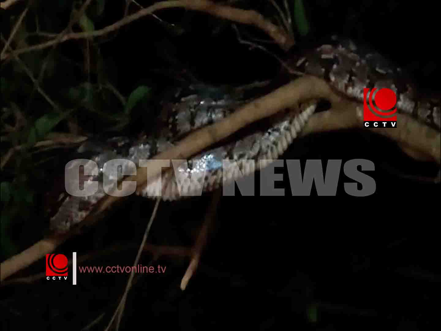 മുണ്ടത്തിക്കോട് മലമ്പാമ്പിനെ പിടികൂടി