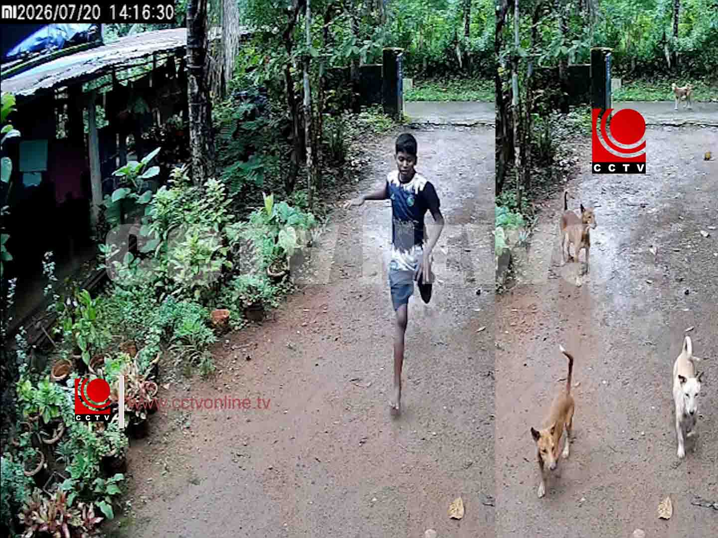 തെരുവുനായ ശല്യം ; എട്ടാം ക്ലാസ് വിദ്യാര്ത്ഥി രക്ഷപ്പെട്ടത് തലനാരിഴയ്ക്ക്