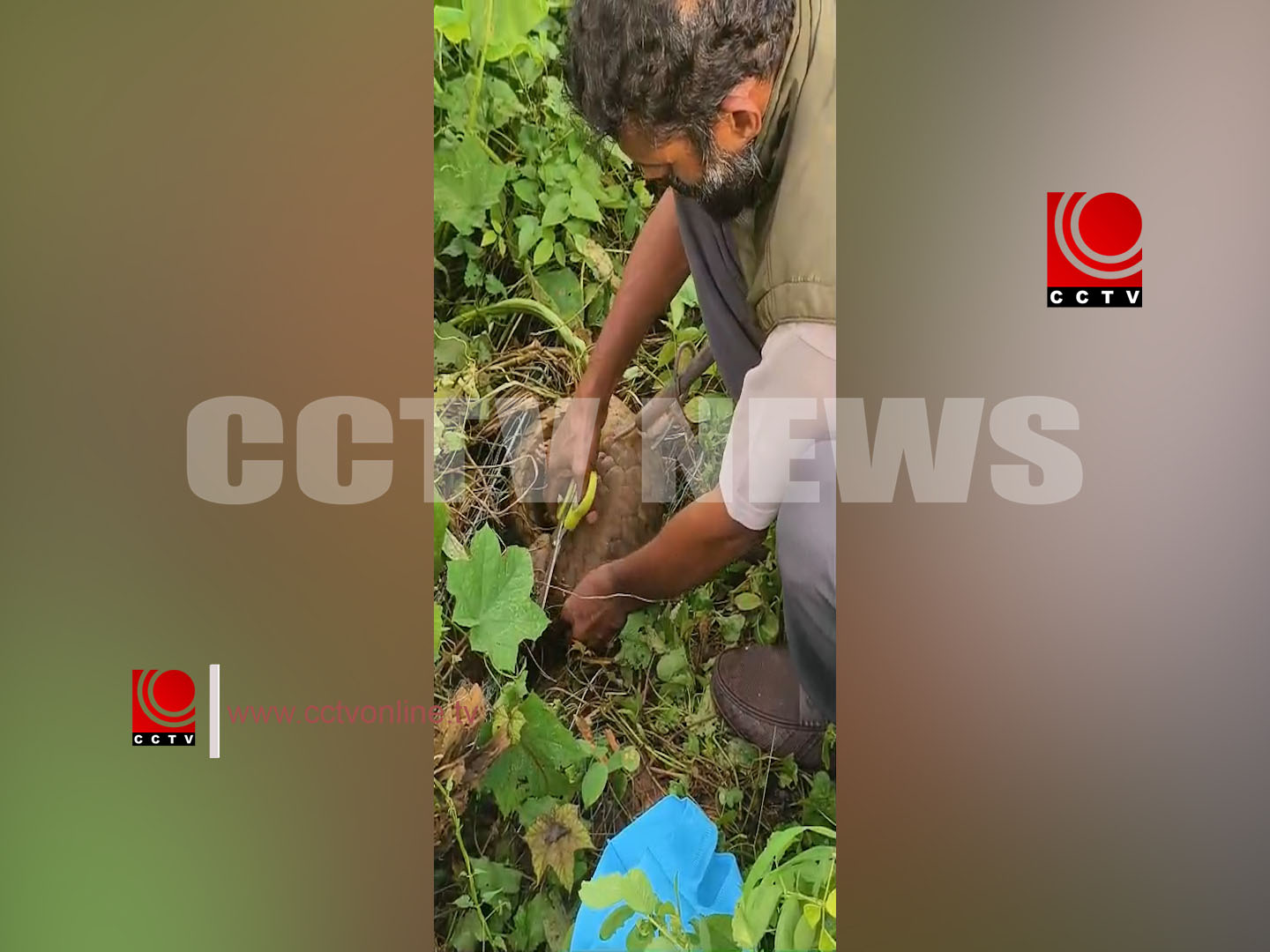 മത്സ്യ കൃഷിക്കായി സ്ഥാപിച്ച വലയില് ഈനാം പേച്ചി കുരുങ്ങി