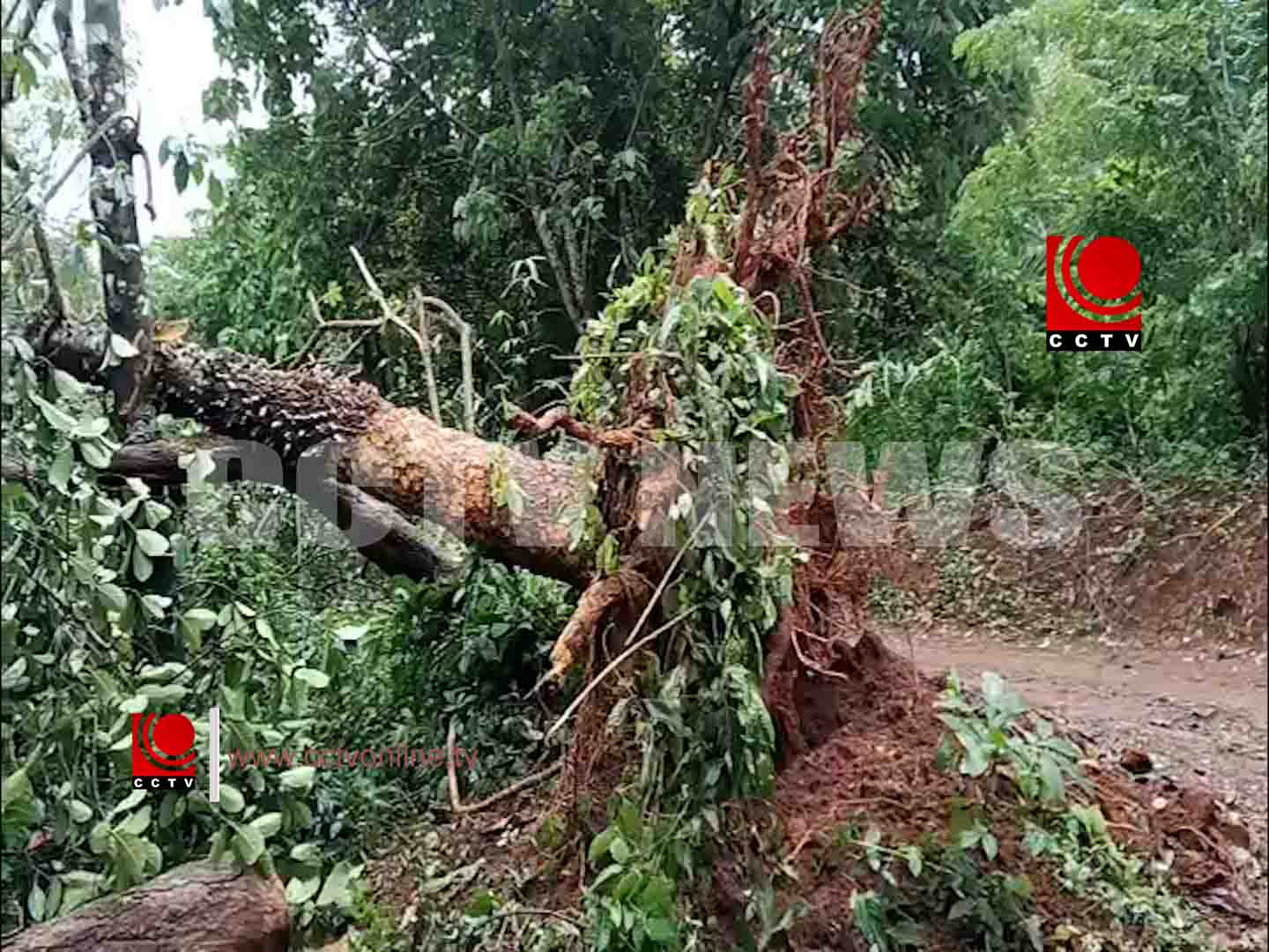 പള്ളിമേപ്പുറം മേഖലയില് മിന്നല് ചുഴലി ; മരങ്ങള് കടപ്പുഴകി വീണു