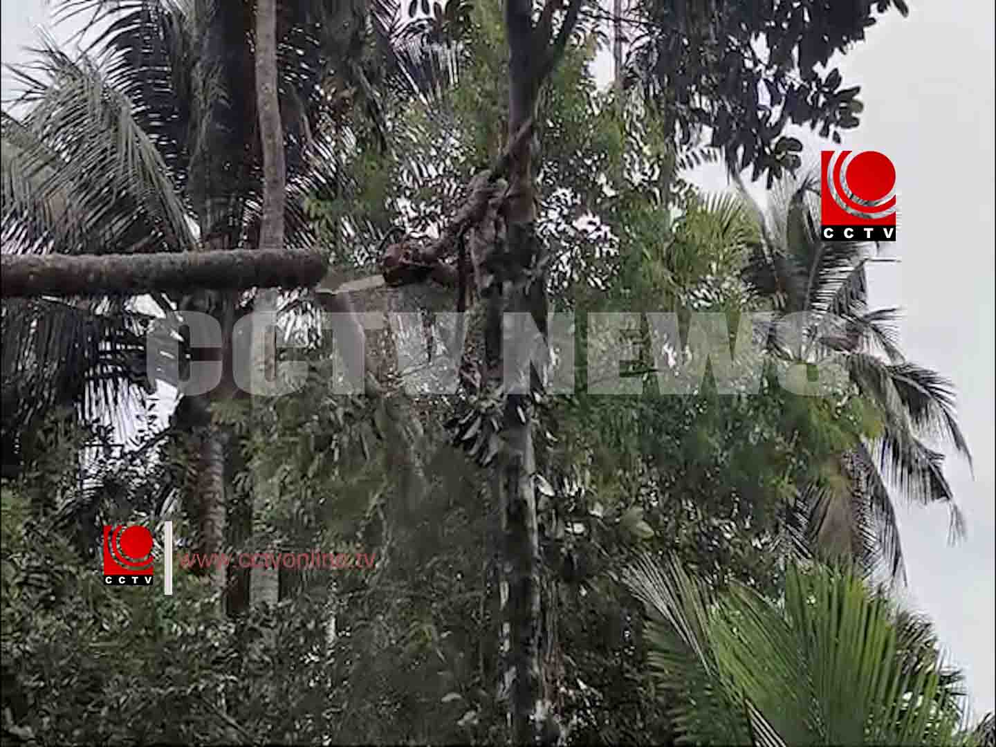 തെങ്ങ് കടപുഴകി വൈദ്യുതി ലൈനില് വീണു ; ഒഴിവായത് വന് ദുരന്തം