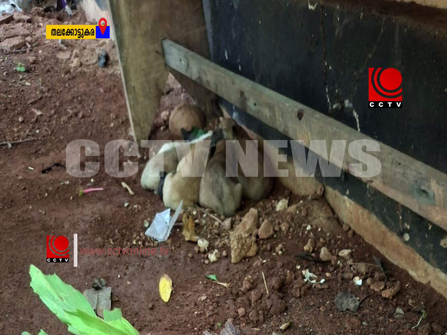 അങ്കണവാടി പരിസരത്ത് തെരുവ്നായ ശല്യം രൂക്ഷം