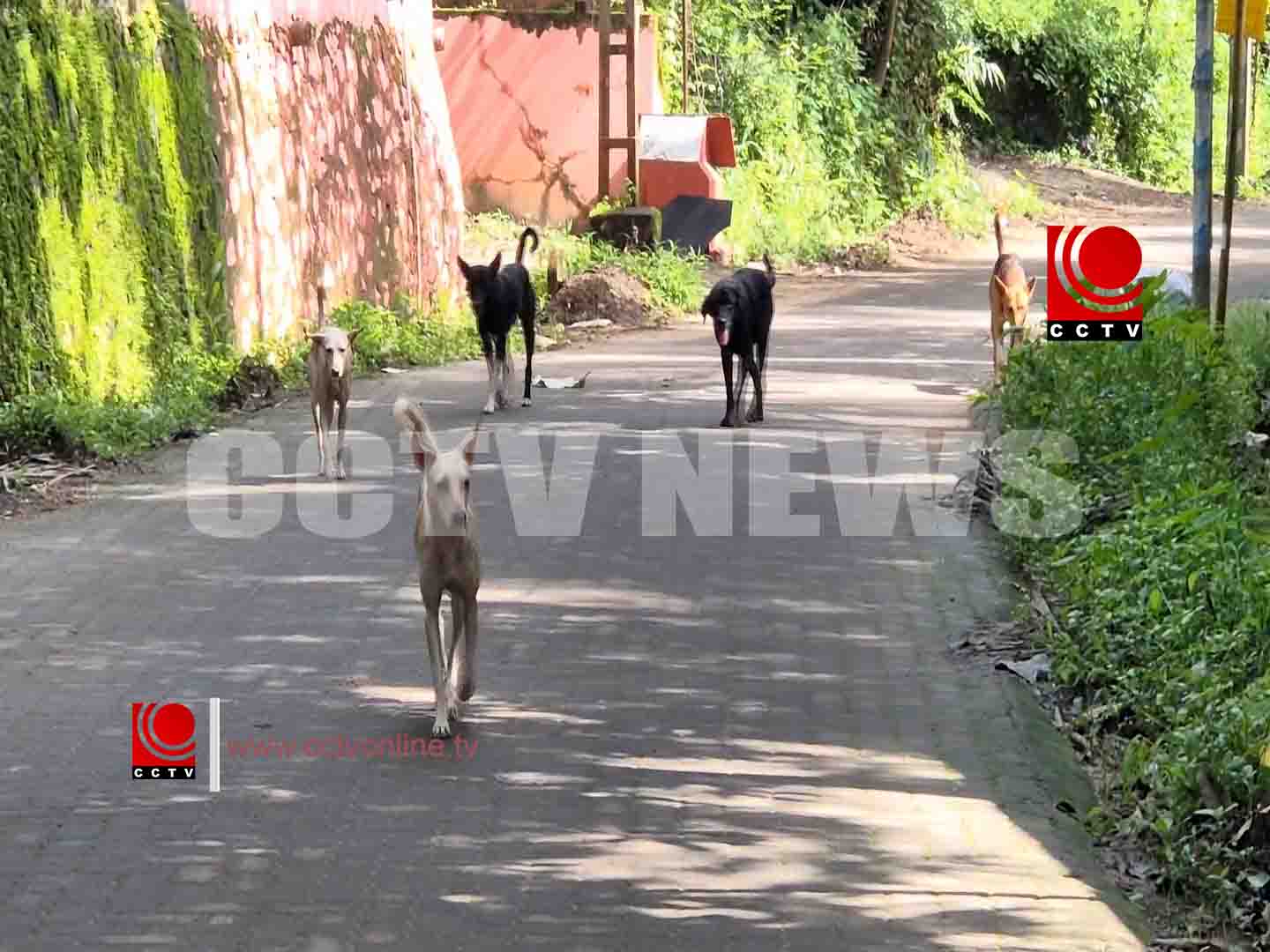 തെരുവുനായ ശല്യം രൂക്ഷം ; നാട്ടുകാര് ദുരിതത്തില്
