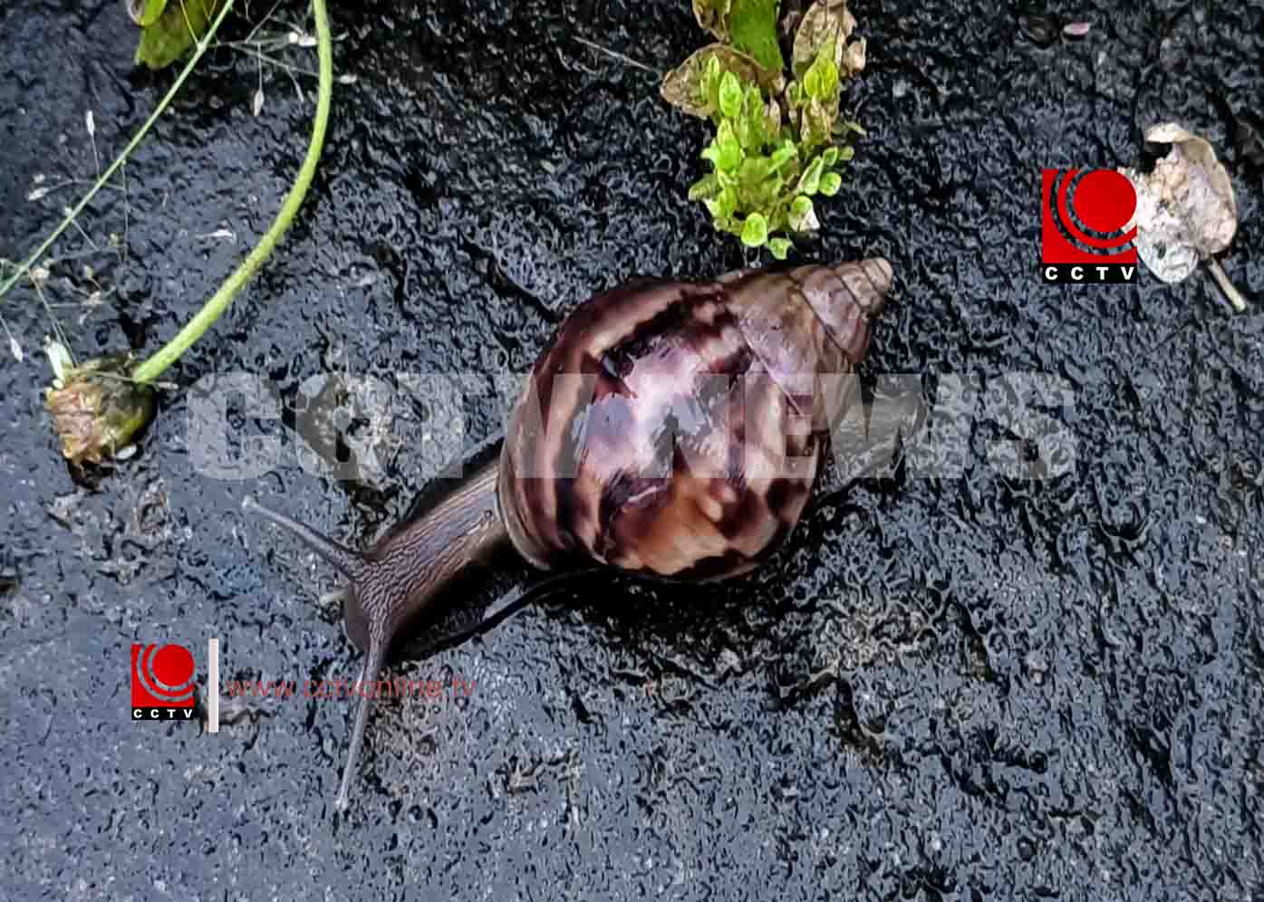 കര്ഷകരെ ആശങ്കയിലാക്കി ആഫ്രിക്കന് ഒച്ചുകള്