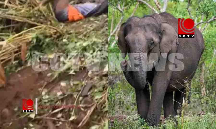 വീണ്ടും കാട്ടാന ആക്രമണം ; ഇടുക്കി പൂപ്പാറയില് തോട്ടം തൊഴിലാളിക്ക് ദാരുണാന്ത്യം