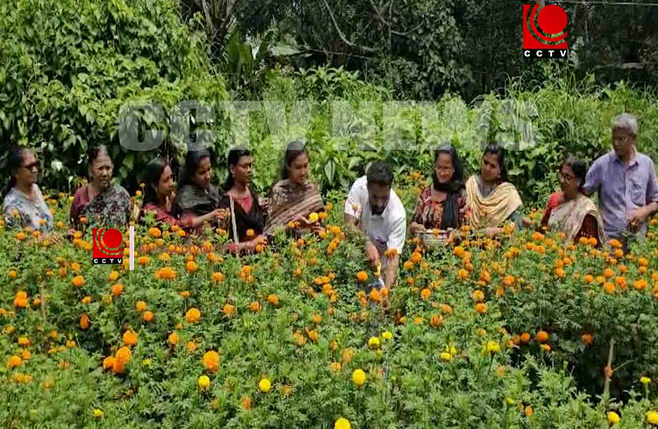 നാടന് പൂക്കളുടെ വര്ണ്ണക്കാഴ്ച ; കണ്ടാണശ്ശേരി ചെണ്ടുമല്ലി വിളവെടുപ്പ്
