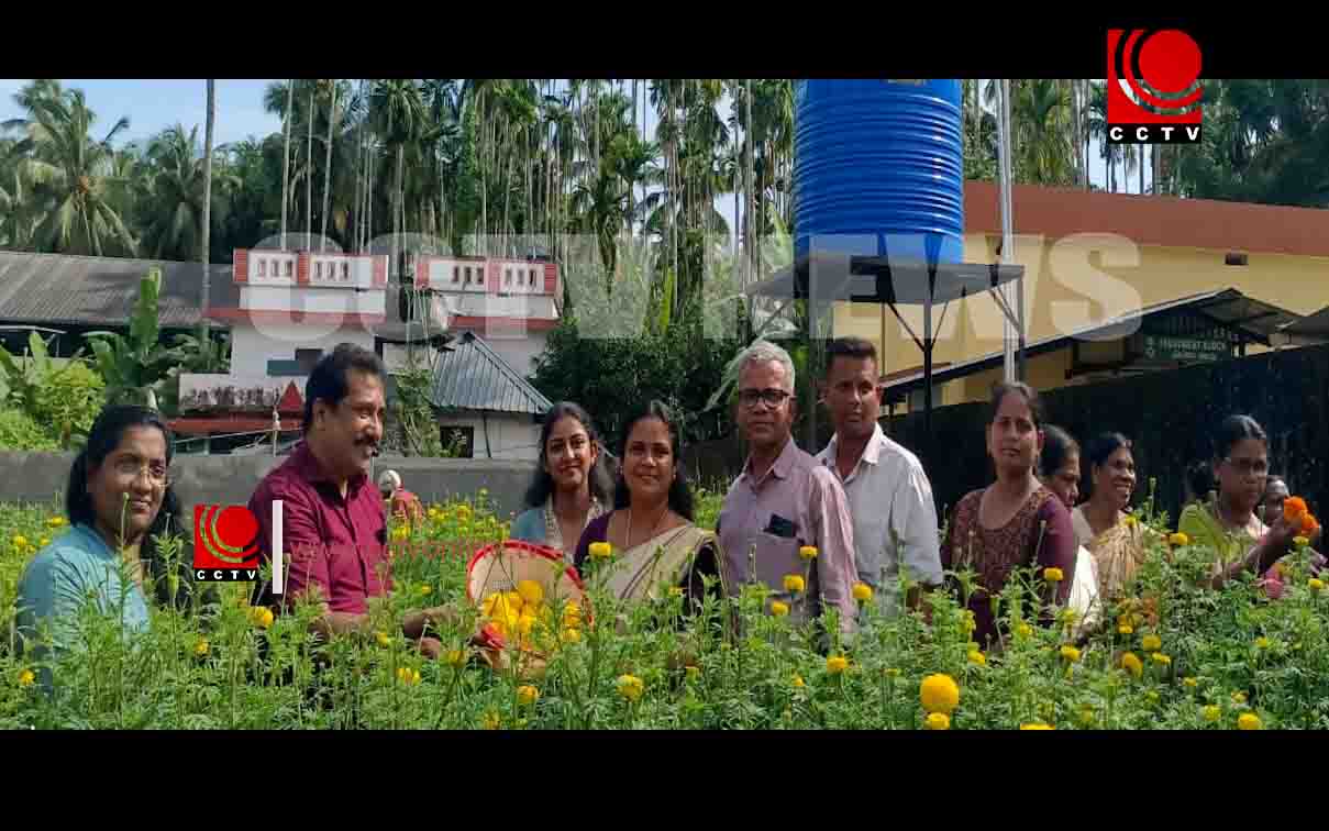 അയ്യങ്കാളി തൊഴിലുറപ്പ് പദ്ധതി ; ചെണ്ടുമല്ലി പൂക്കളുടെ വിളവെടുപ്പ് നടന്നു