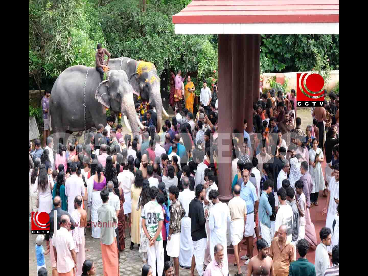 ചീരംകുളം ഭഗവതി ക്ഷേത്രത്തില് ഇല്ലം നിറയും ആനയൂട്ടും നടന്നു