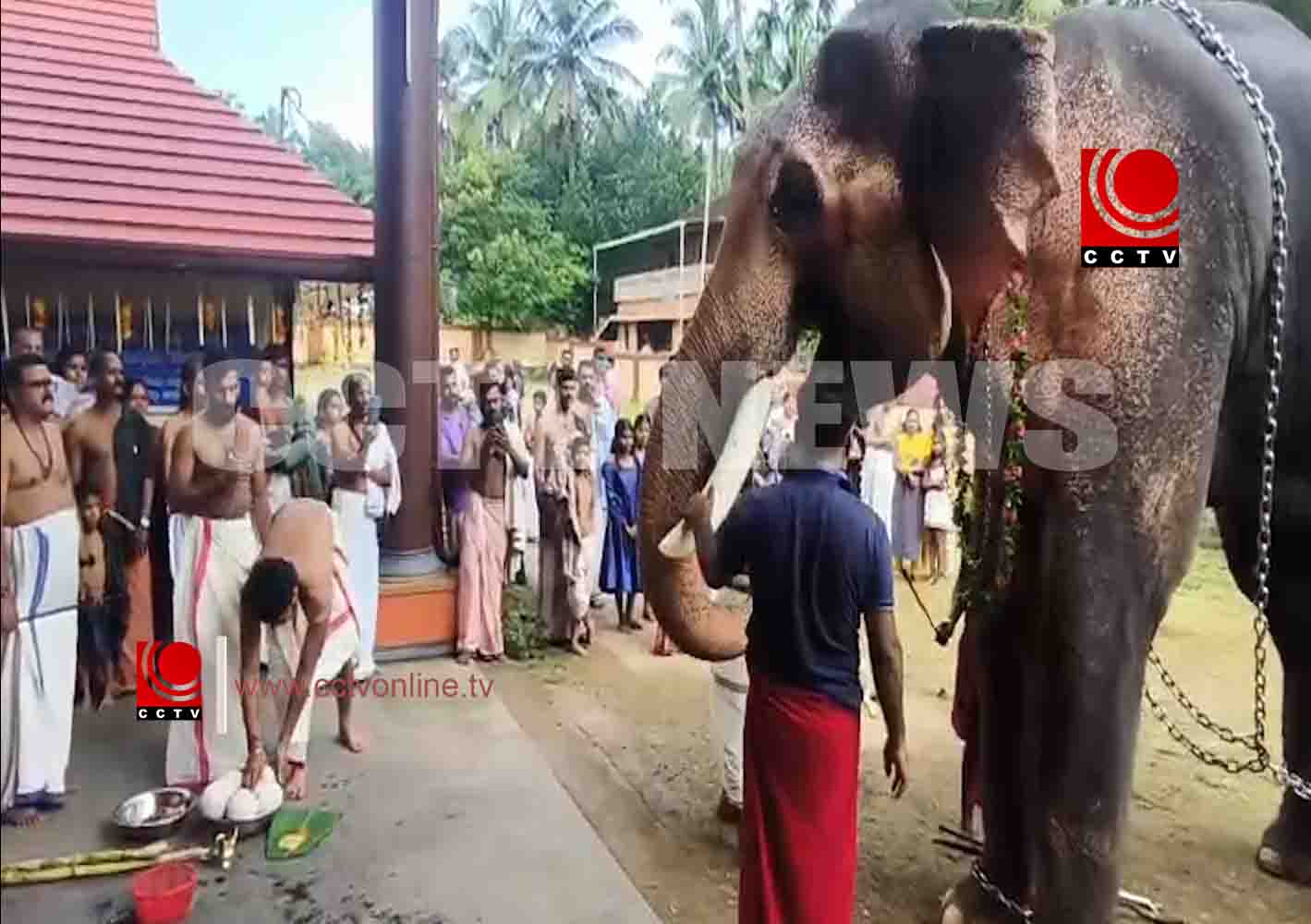 രാമായണമാസാചരണം ; ശ്രീ കല്ലഴി വിഷ്ണു ഭഗവതി ക്ഷേത്രത്തില് ഗജപൂജ, ആനയൂട്ട് ചടങ്ങുകള് നടന്നു