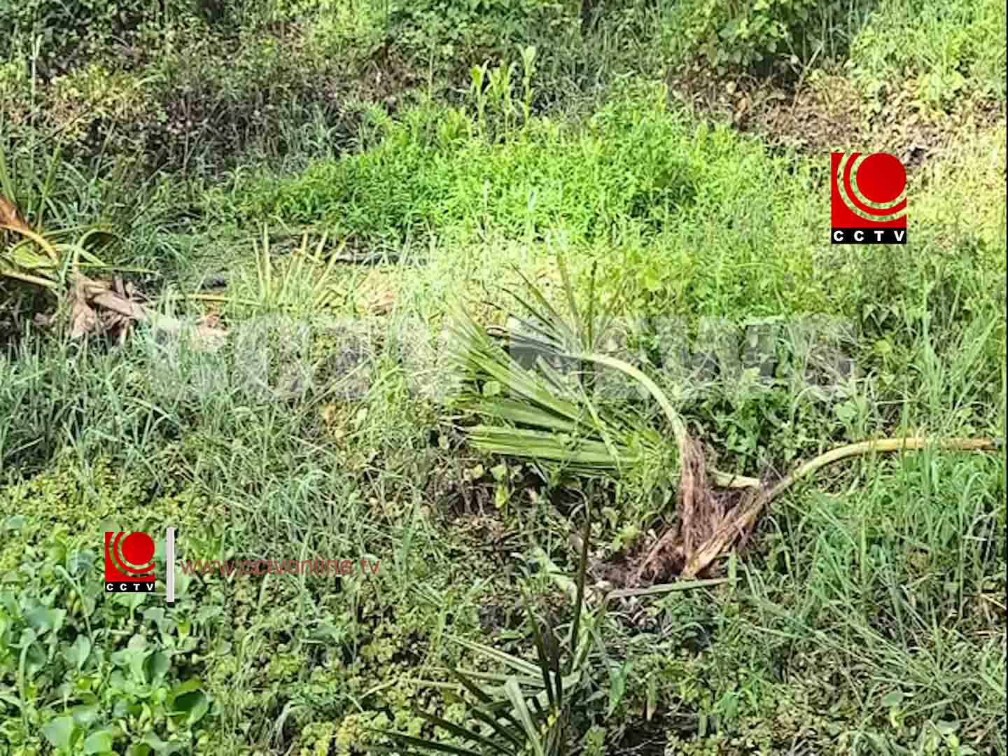 അണ്ടത്തോട് കുമാരന്പടി മേഖലയില് കാട്ടുപന്നികളുടെ ശല്യം രൂക്ഷം