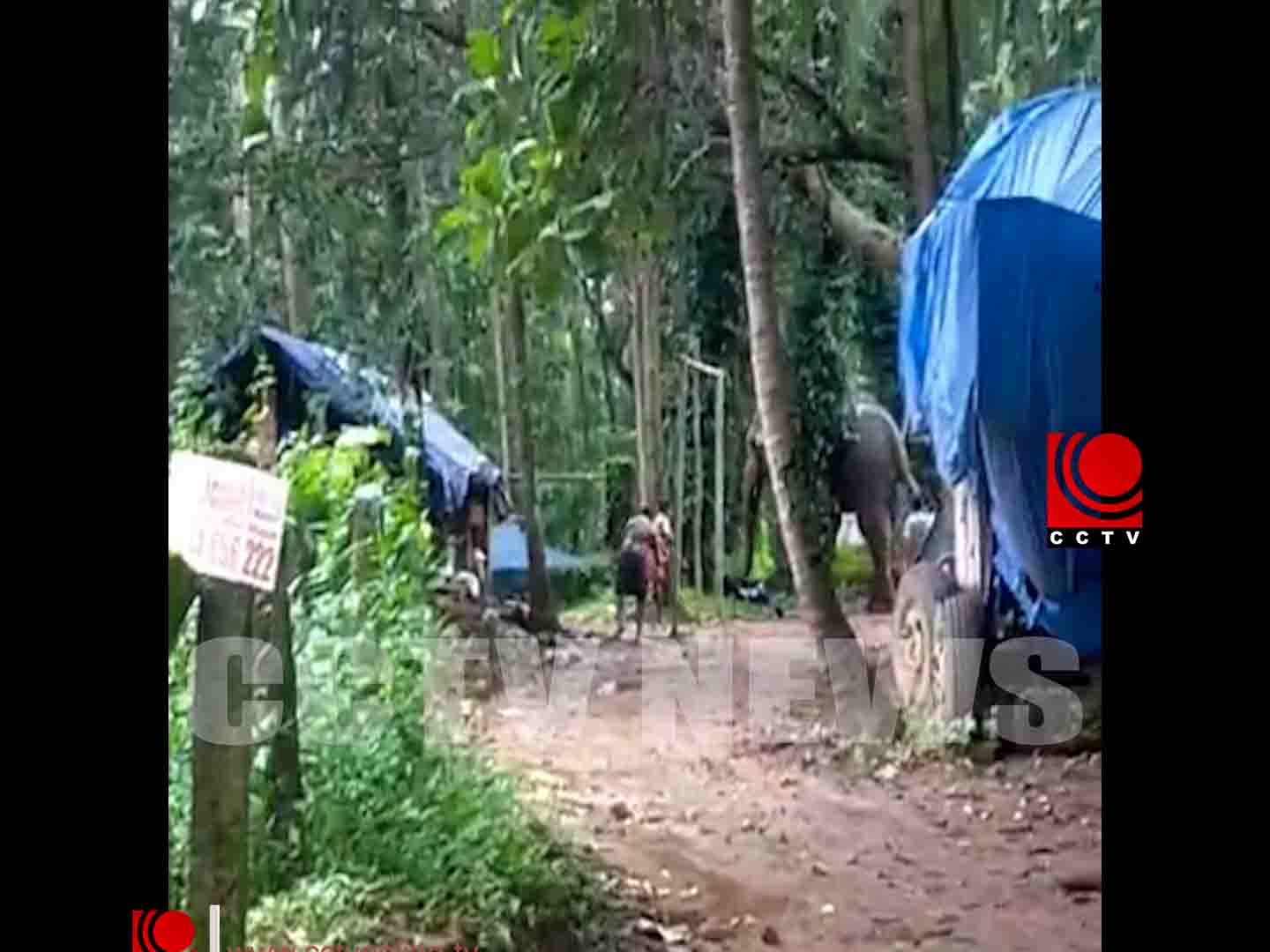 പെരുമ്പിലാവില് ക്ഷേത്രത്തിലെ ആനയൂട്ടിനെത്തിച്ച ആന ഇടഞ്ഞു