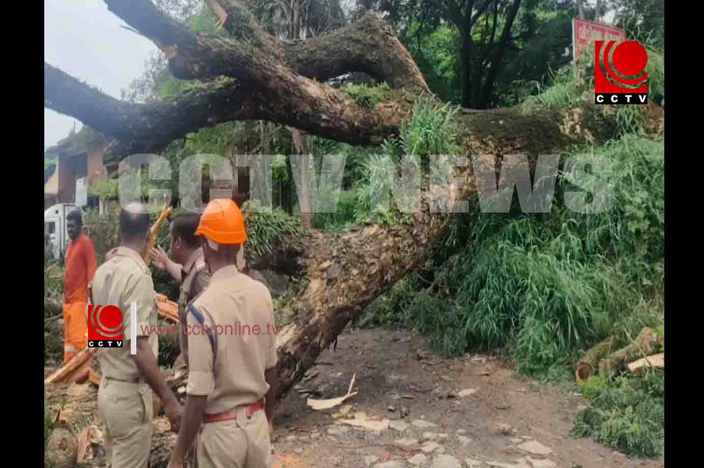 കൂറ്റന് മരം കടപുഴകി വീണു ; ഒഴിവായത് വന് ദുരന്തം