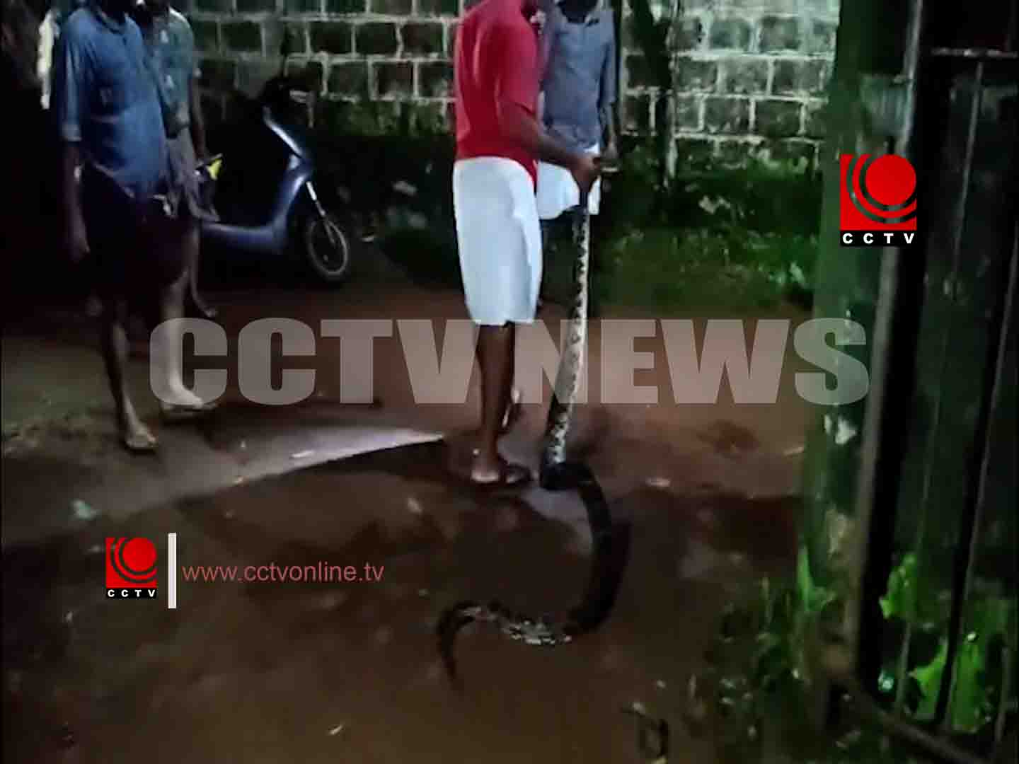 കരിയന്നൂരില് മലമ്പാമ്പിനെ പിടികൂടി