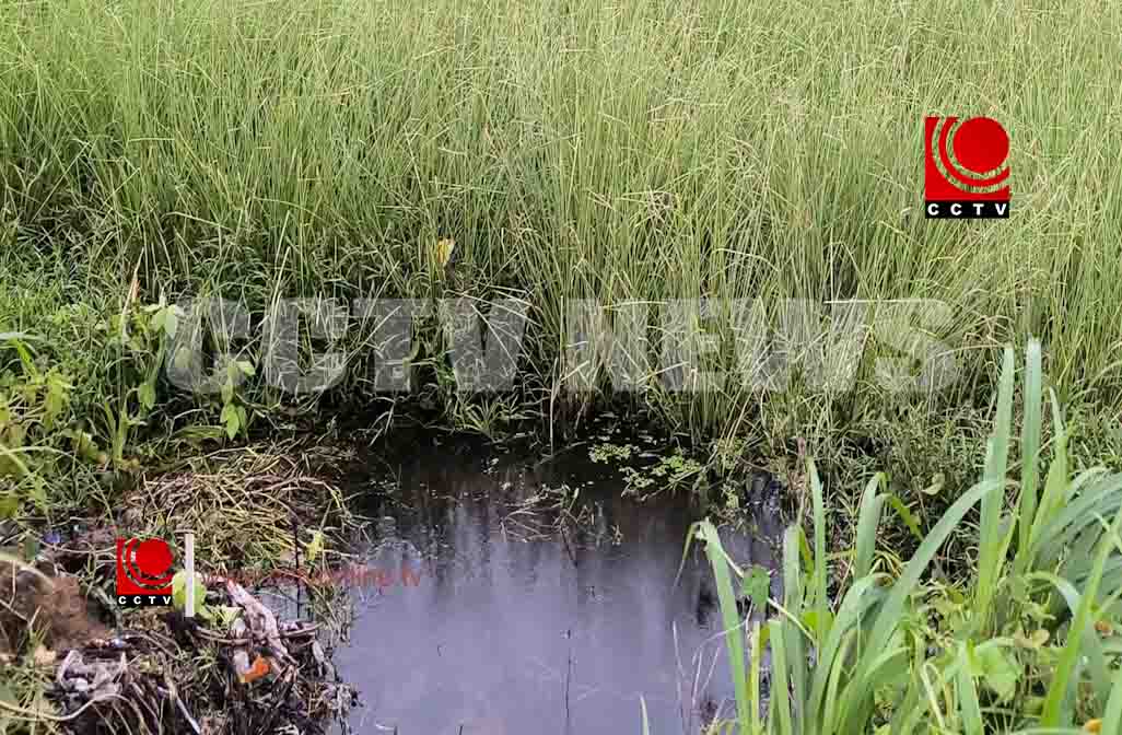 കനത്ത മഴയില് അണ്ടത്തോട് രാമച്ചപ്പാടങ്ങള് വെള്ളത്തില് ; കര്ഷകര് പ്രതിസന്ധിയില്