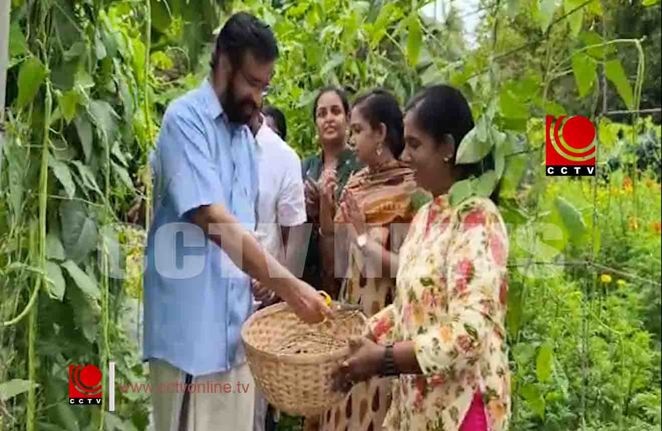 ഓണവിപണി ലക്ഷ്യമിട്ട് കെ എസ് ഷീജയുടെ ജൈവ പച്ചക്കറി കൃഷി