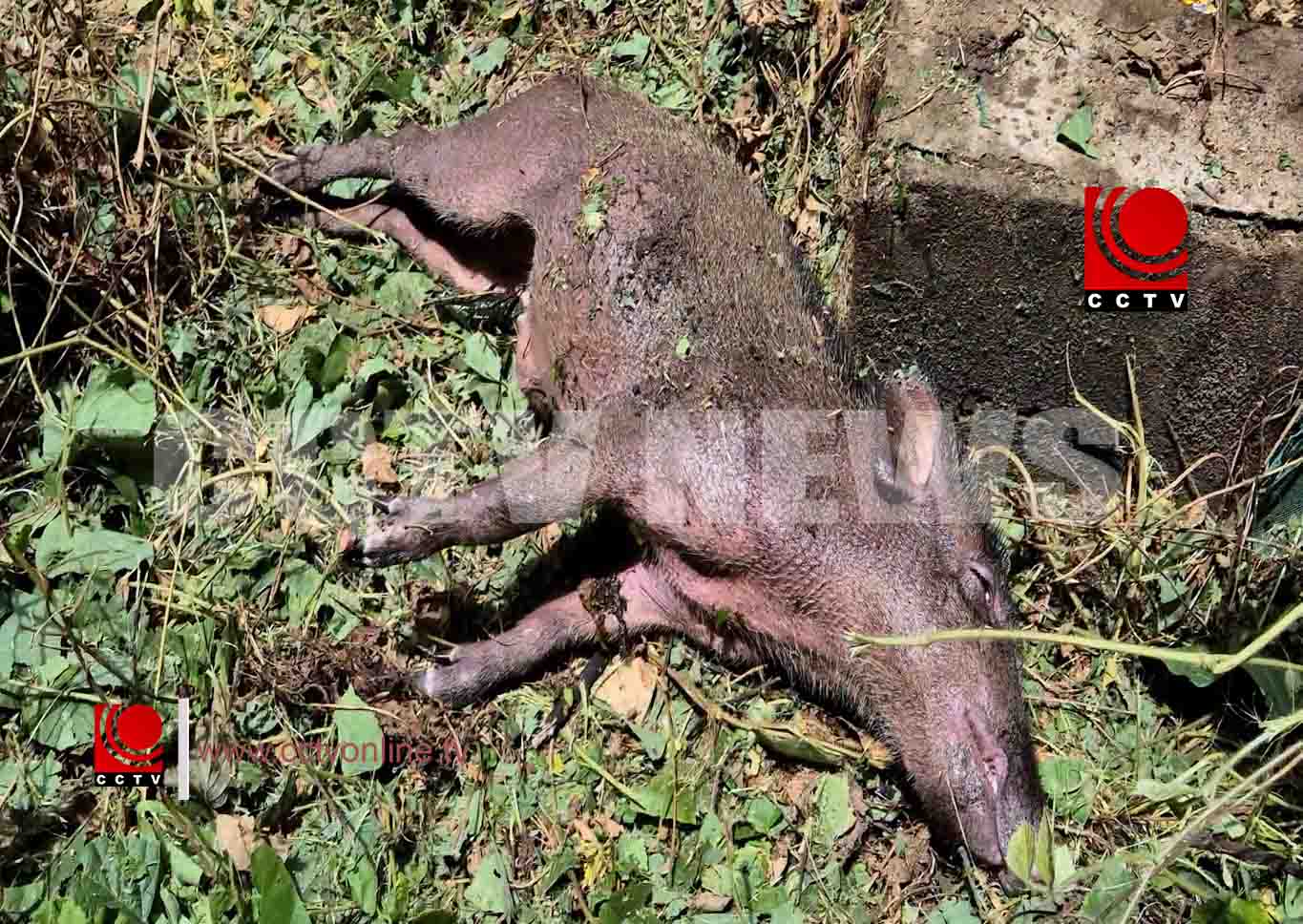 ചൊവ്വല്ലൂര്പടിയില് കാട്ടുപന്നിയെ ചത്ത നിലയില് കണ്ടെത്തി